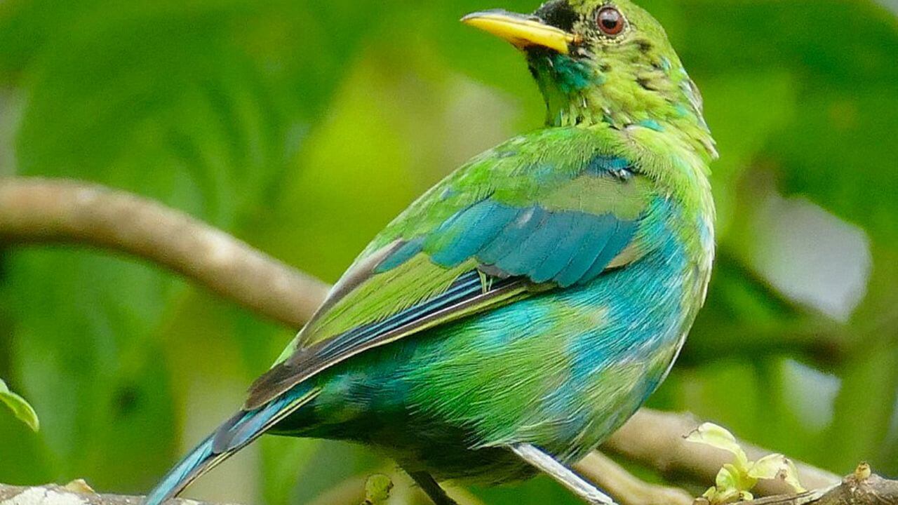 animali-trans