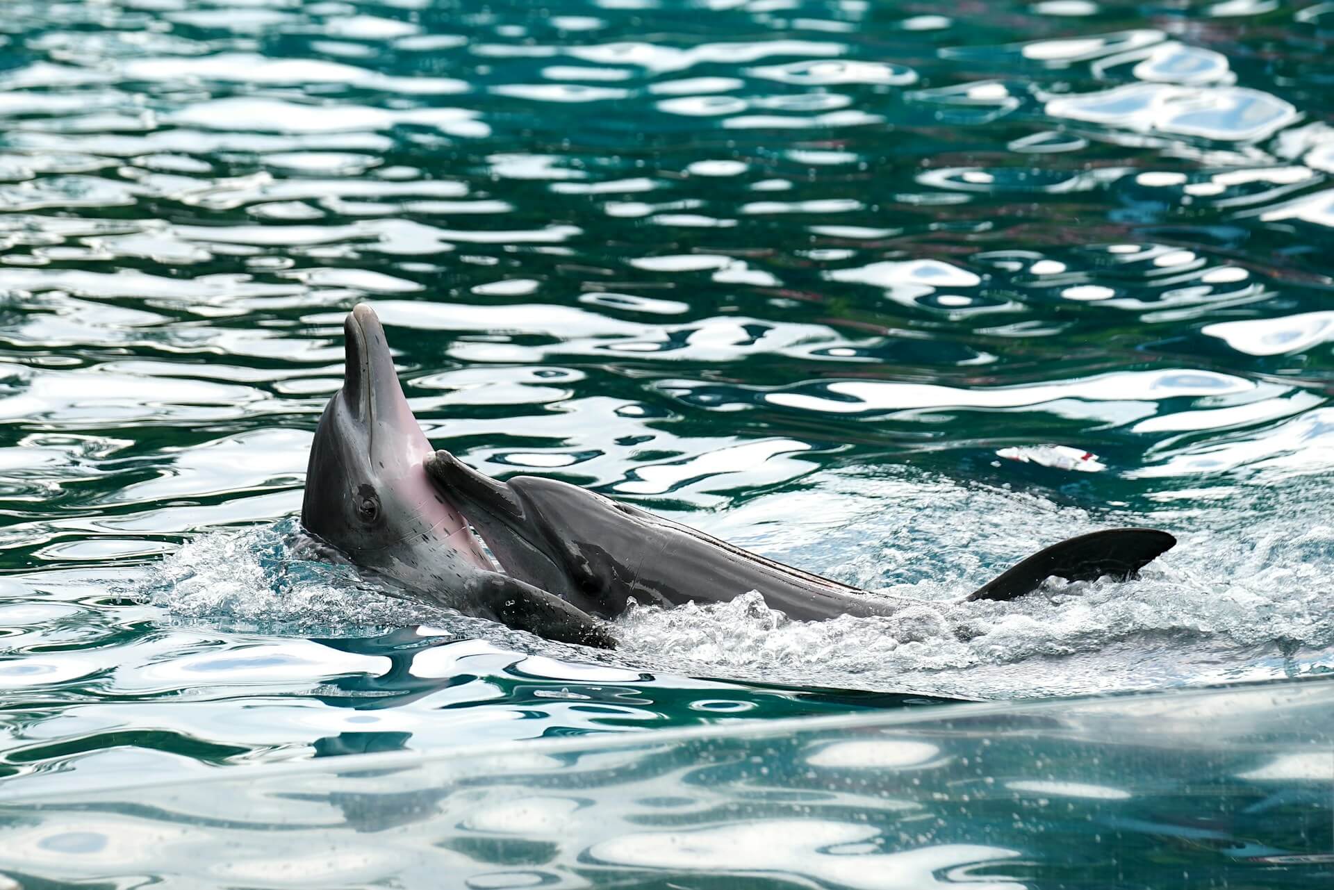 Animali gay, smettiamola di citare l'omosessualità in natura come sostegno alle nostre battaglie - anson antony az0mxGTrtyQ unsplash - Gay.it