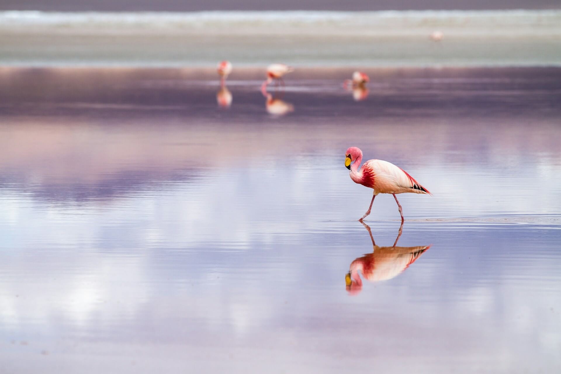 Animali gay, smettiamola di citare l'omosessualità in natura come sostegno alle nostre battaglie - elizabeth gottwald IpbnuyBWQqY unsplash - Gay.it