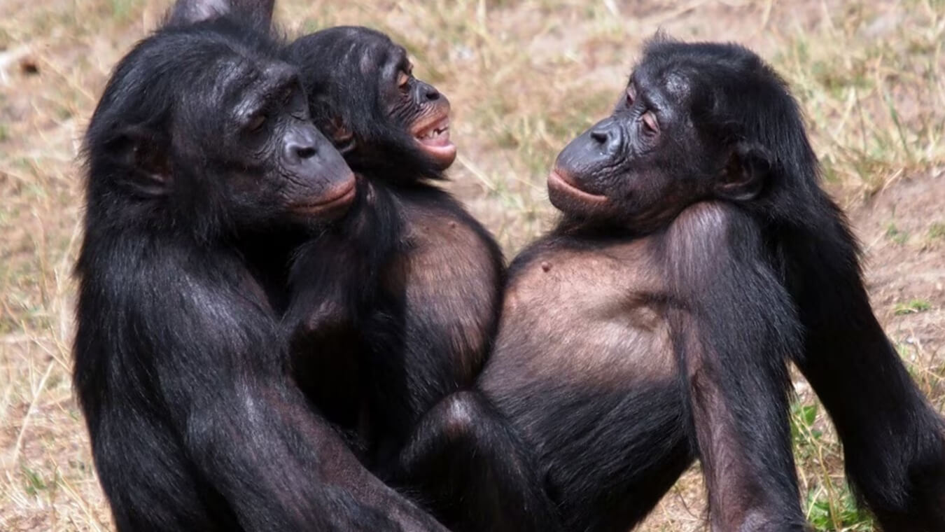 Preistoria Queer - Bonobo omosessuali