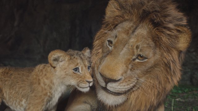 Mufasa: Il Re Leone, alle origini di un mito che azzanna il patriarcato e celebra le famiglie non tradizionali - 004 SA 1280 comp v0579 R 1115 1 17 2 - Gay.it