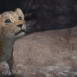MUFASA: THE LION KING - Thumbnail