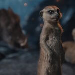 MUFASA: THE LION KING - Thumbnail