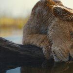 MUFASA: THE LION KING - Thumbnail