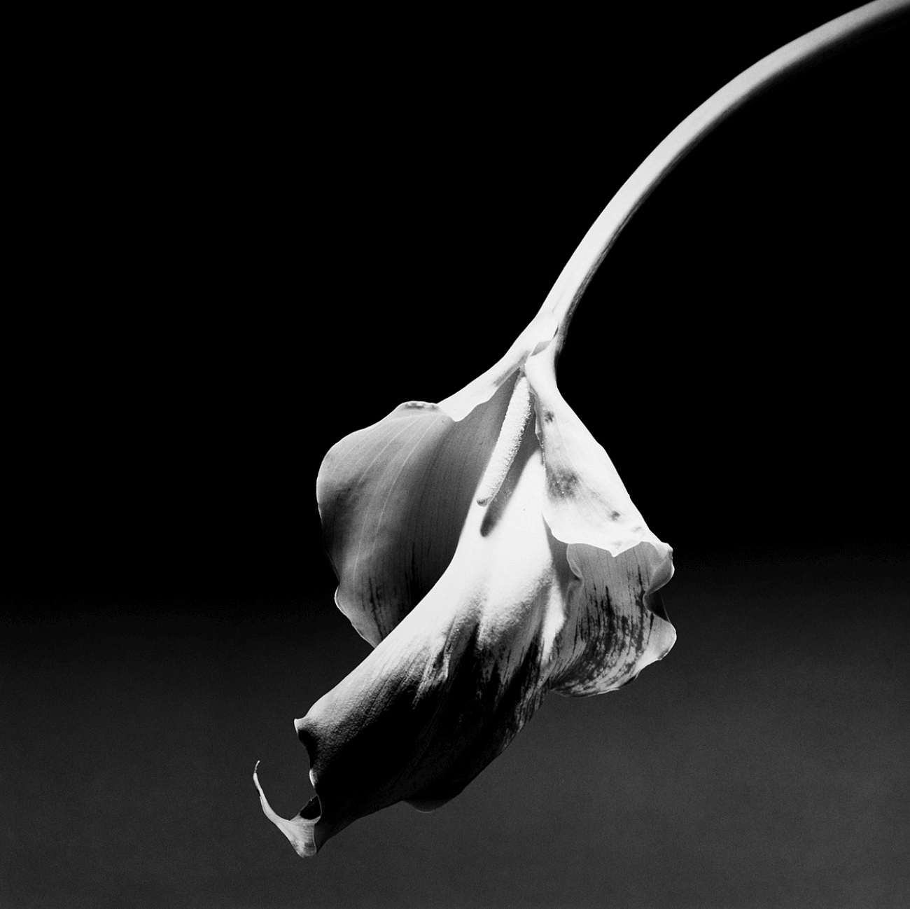 I 'Just Kids' che hanno fatto la rivoluzione: Robert Mapplethorpe e il "corpo materiale dell'artista"