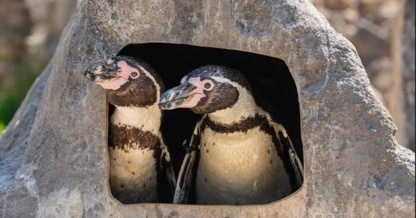 I famosi pinguini gay Scampi e Flounder hanno fatto schiudere un uovo e contribuito a crescere un pulcino