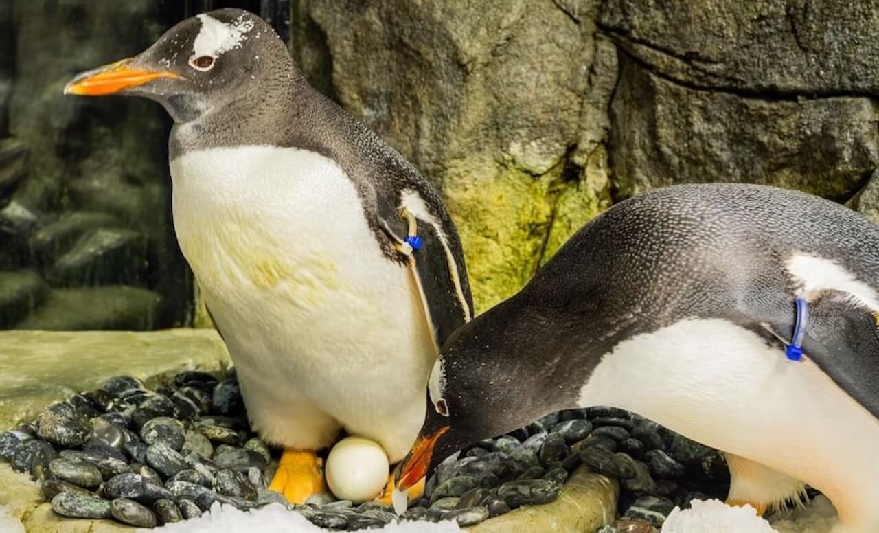 I famosi pinguini gay Scampi e Flounder hanno fatto schiudere un uovo e contribuito a crescere un pulcino - Sphen e Magic - Gay.it