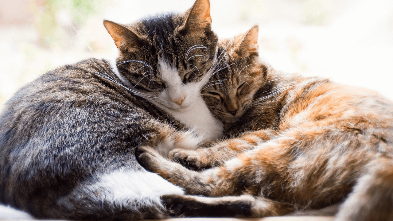 Gatti domestici