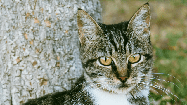 Gatti domestici, i primi in Sardegna solo 2000 anni fa