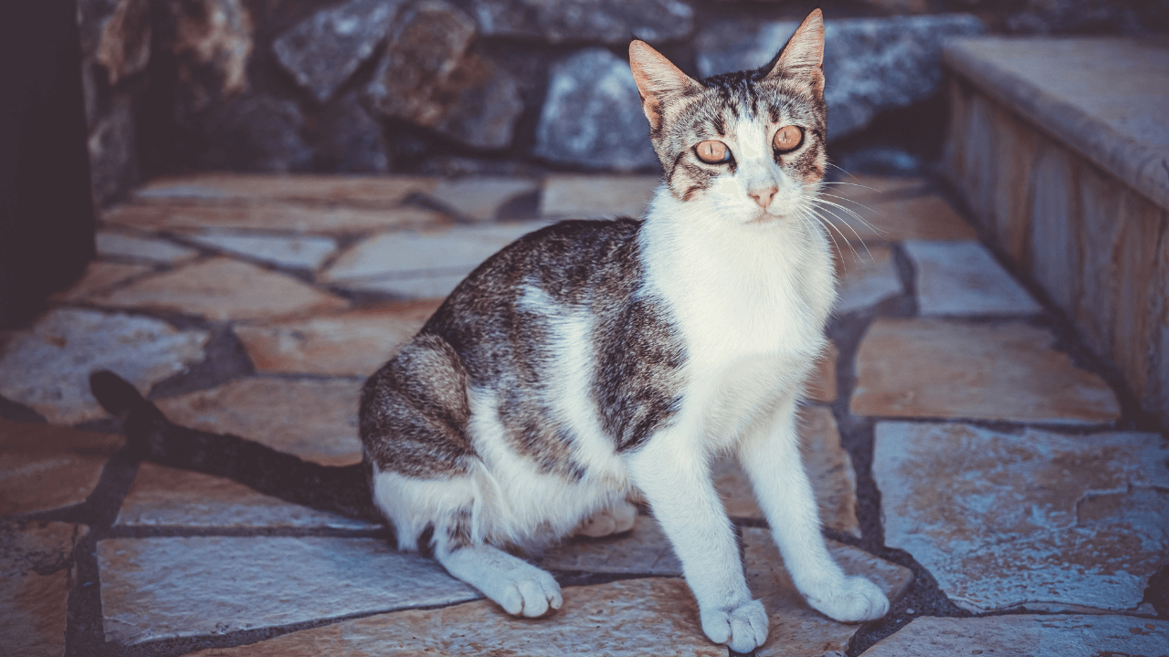 Gatto domestico