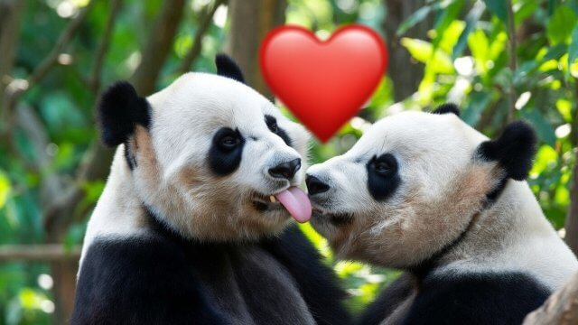 Cina, creano un'immagine AI con due panda gay. Arrestati per aver "sconvolto l'ordine del cyberspazio" - anda gay - Gay.it
