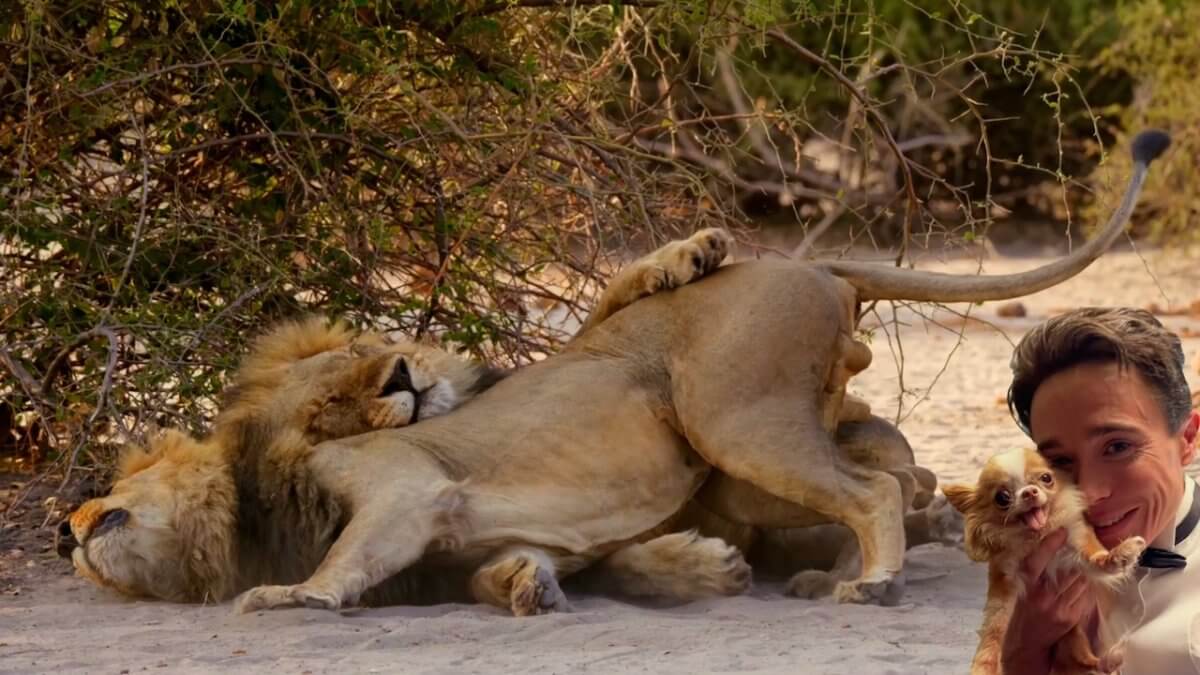 Elliot Page voce di un documentario sugli animali queer: "Spero possa aiutare i giovani LGBT+ a sentirsi meno soli" (VIDEO) - Elliot Page narra SECOND NATURE - Gay.it