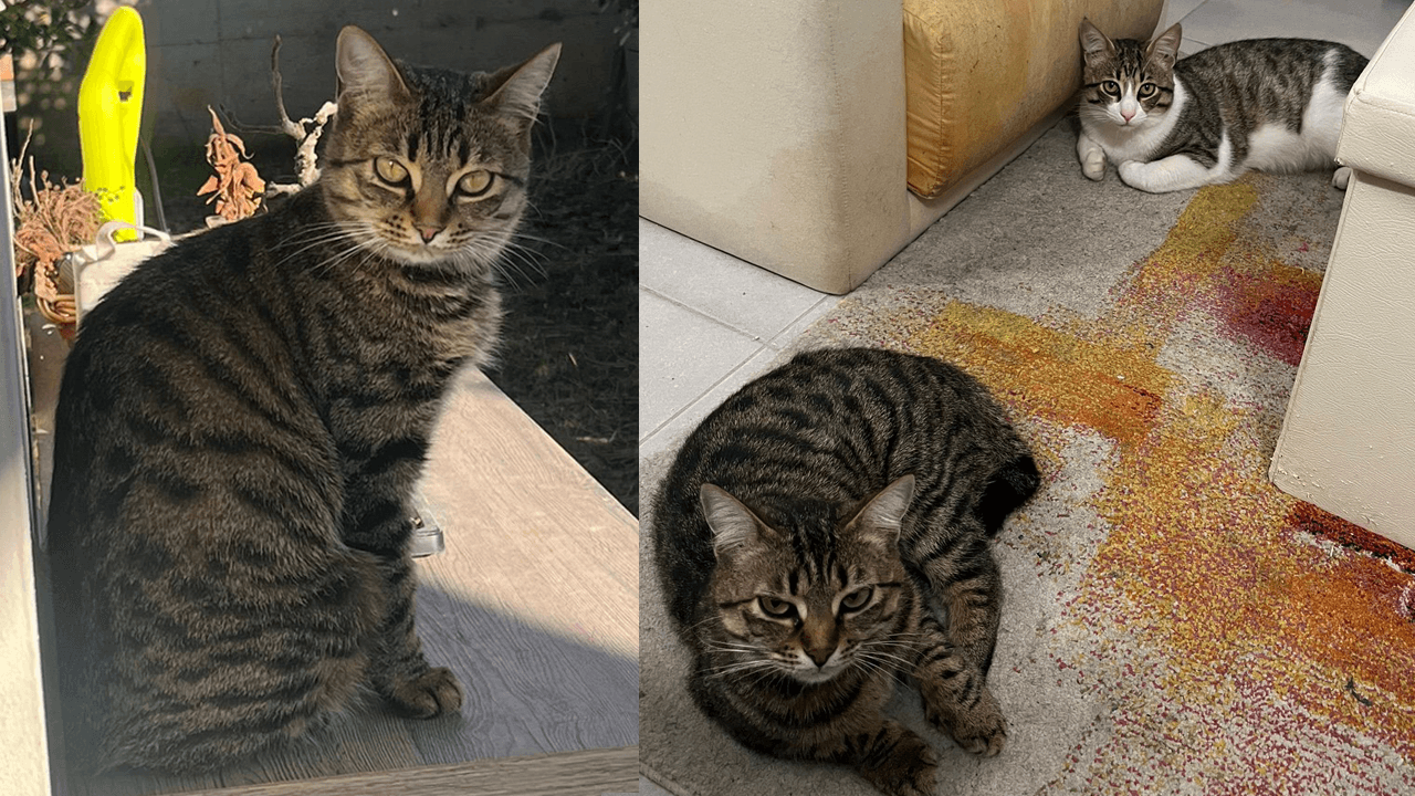 A sinistra Penelope. A destra è insieme ad Hermes, prima di scomparire il 5 Aprile.