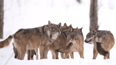 La famiglia del lupo non conosce il sangue
