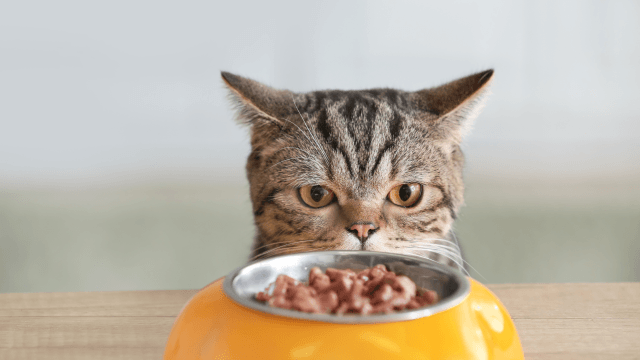 Uno studio spiega perché il tuo gatto può smettere di mangiare anche se non è sazio