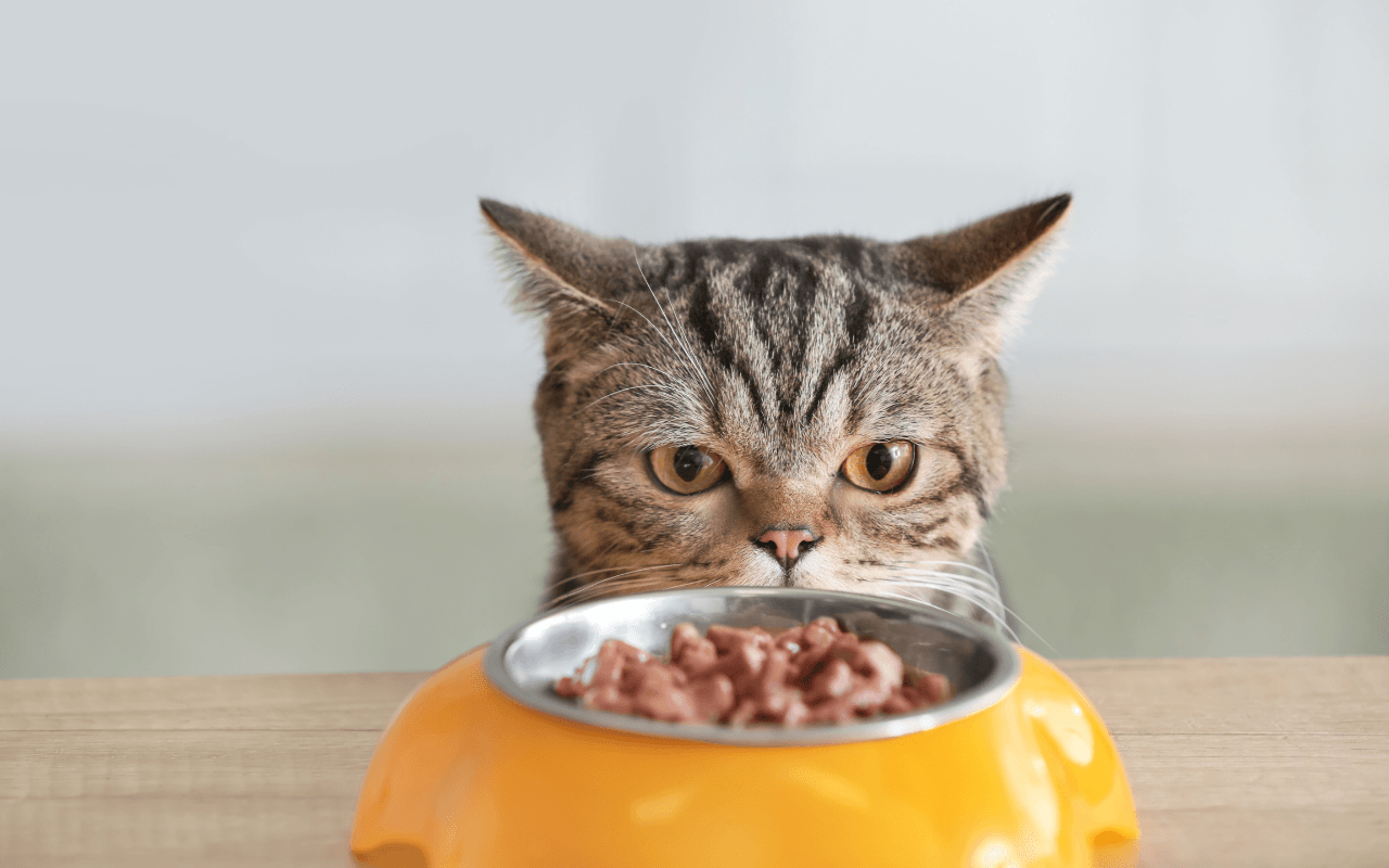 Il tuo gatto lascia la ciotola a metà? Ecco perché non è (solo) fame