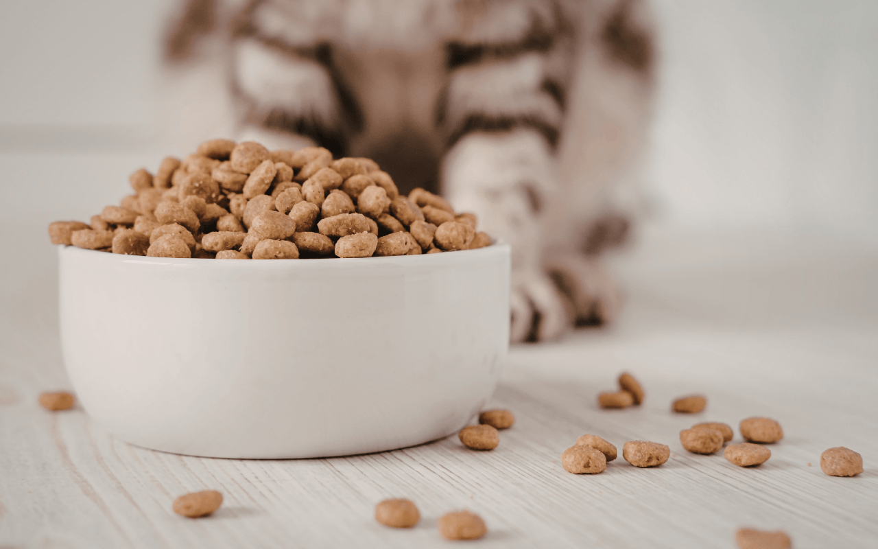 Il tuo gatto lascia la ciotola a metà? Ecco perché non è (solo) fame - gatto ciotola - Gay.it