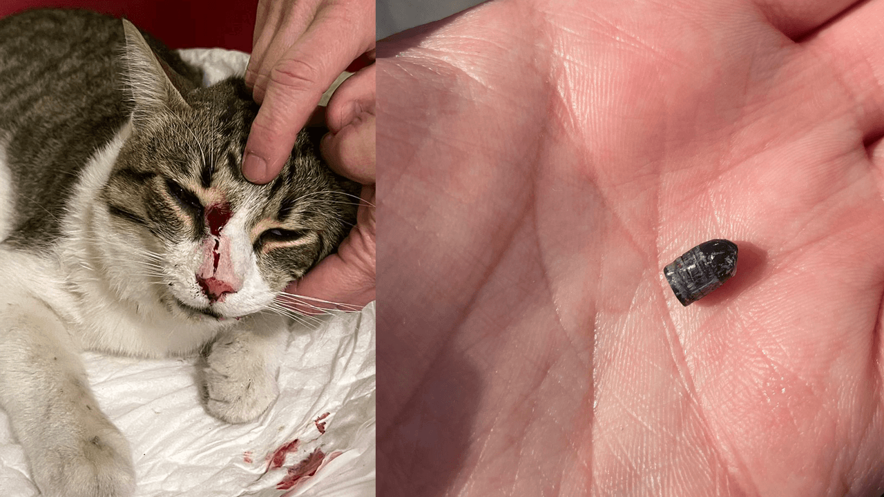 Gatto di una coppia gay colpito con pistola ad aria compressa a Melzo, scomparso l'altro gatto: "Non ci sentiamo più sicuri" - gatto coppia gay colpito pistola aria compressa melzo scomparso hermes proiettile - Gay.it
