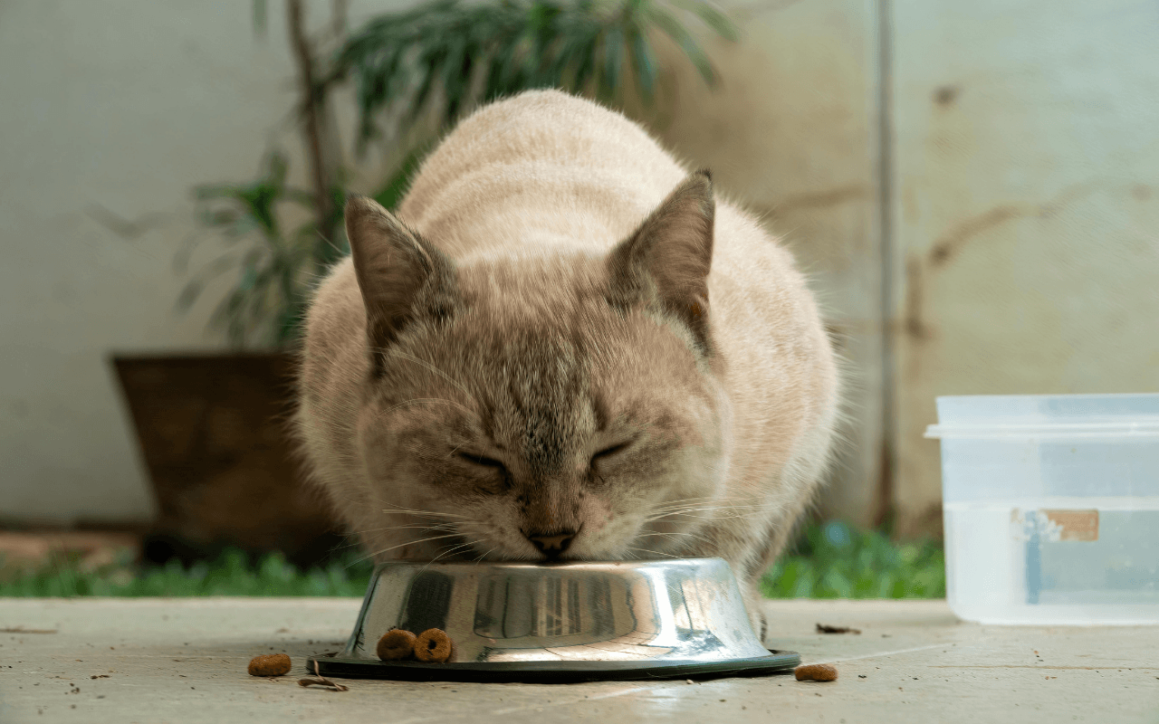 Il tuo gatto lascia la ciotola a metà? Ecco perché non è (solo) fame - gatto - Gay.it