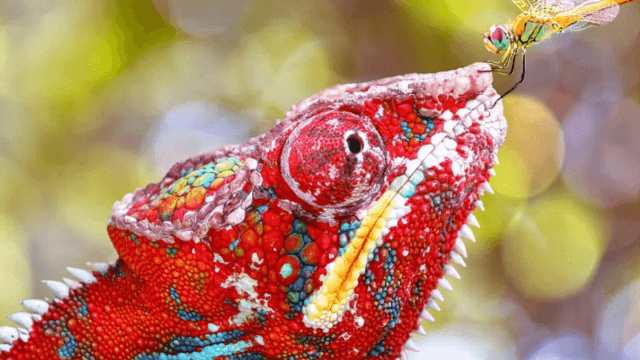 Queer Nature Photography Awards, fino a fine giugno, la mostra Museo di Scienze Naturali di Bolzano