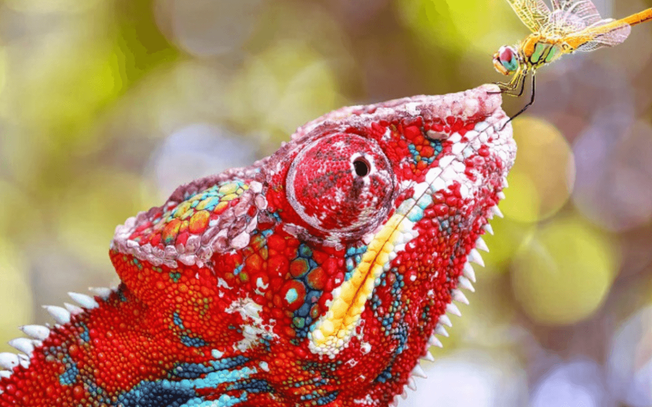 Animali queer e ruoli di genere fluidi: Queer Nature Photography Awards, la mostra che sfida l’idea di normalità in natura