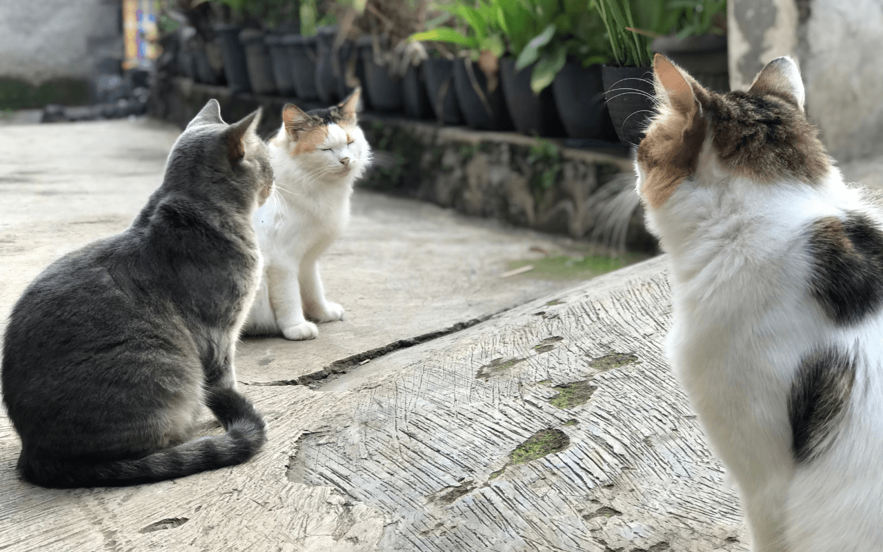 Un rifugio per gatti nel carcere di Padova: “Progetto educativo e un'ulteriore possibilità per i detenuti” - rifugio gatti - Gay.it