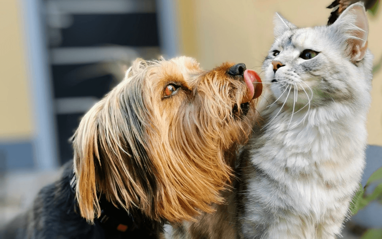 Cani e gatti proteggono il cervello: ecco come rallentano il declino cognitivo (ma non tutti gli animali hanno lo stesso effetto) - cane e gatto - Gay.it