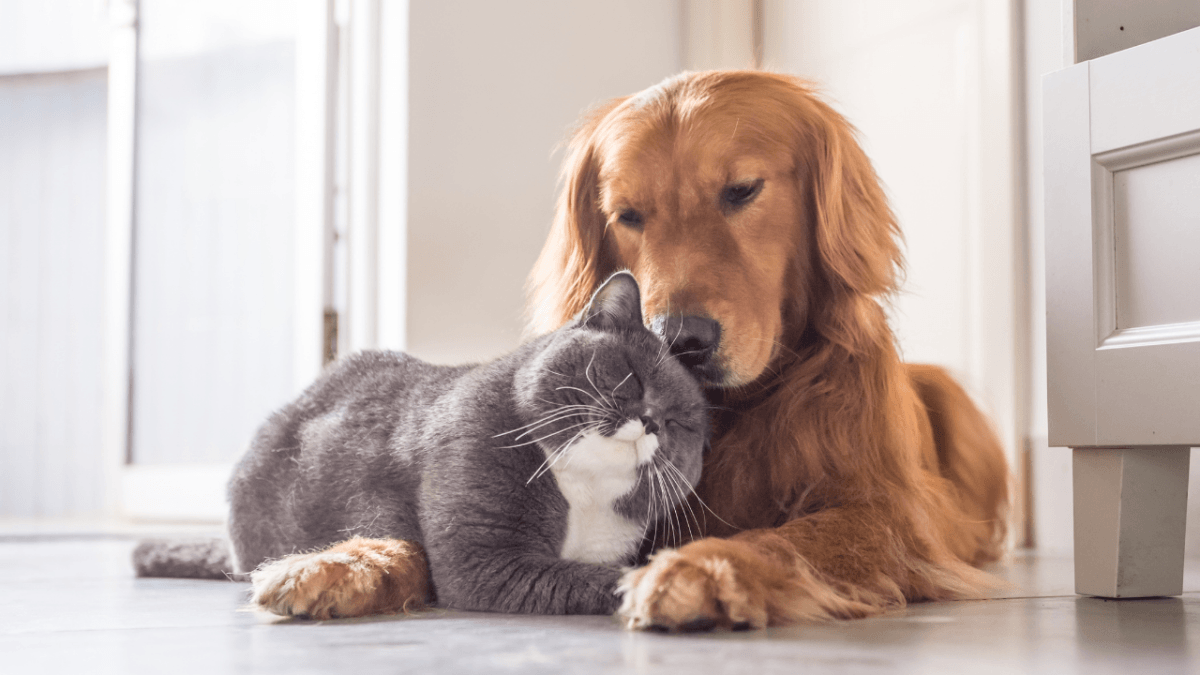 Cani e gatti proteggono il cervello: ecco come rallentano il declino cognitivo (ma non tutti gli animali hanno lo stesso effetto)