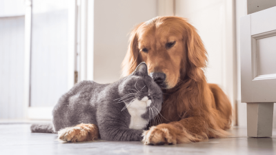 Cani e gatti proteggono il cervello: ecco come rallentano il declino cognitivo (ma non tutti gli animali hanno lo stesso effetto)