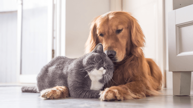 Come cani e gatti rallentano il declino cognitivo: lo studio