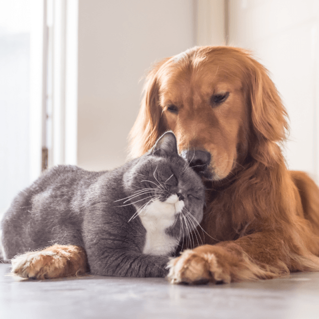 Come cani e gatti rallentano il declino cognitivo: lo studio