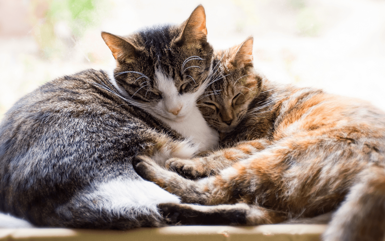 Cani e gatti proteggono il cervello: ecco come rallentano il declino cognitivo (ma non tutti gli animali hanno lo stesso effetto) - gatti - Gay.it