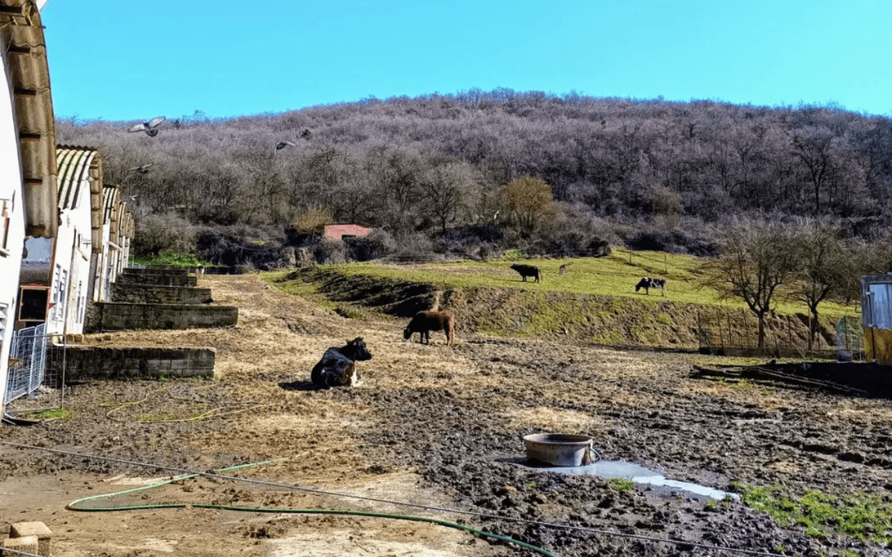 Ex allevamento intensivo diventato rifugio antispecista rischia la chiusura - Agripunk3 - Gay.it