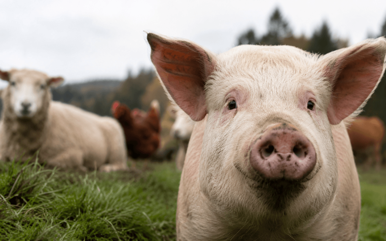 Antispecismo, cos’è: la critica politica al dominio sugli animali - allevamenti intensivi - Gay.it